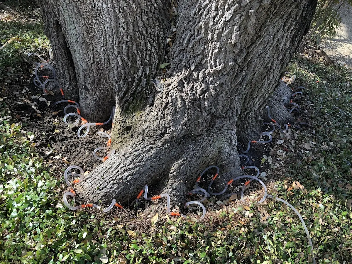 Detailed Tree Cabling and Bracing job site in Elkland